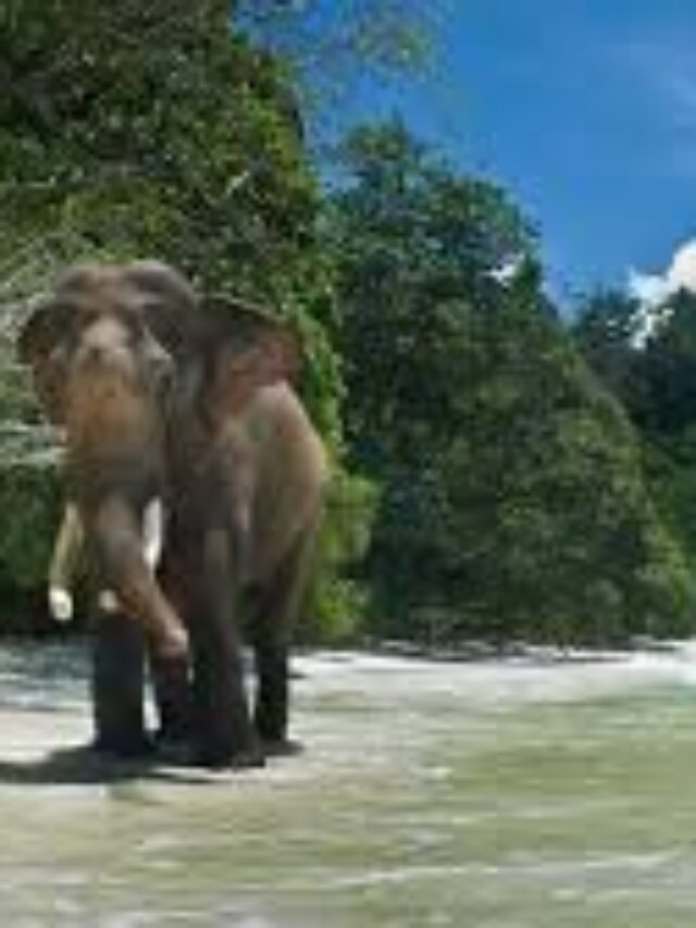 Top 7 Things to do in Andaman Islands